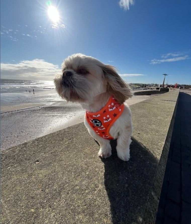 So peaceful, relaxing and pet friendly